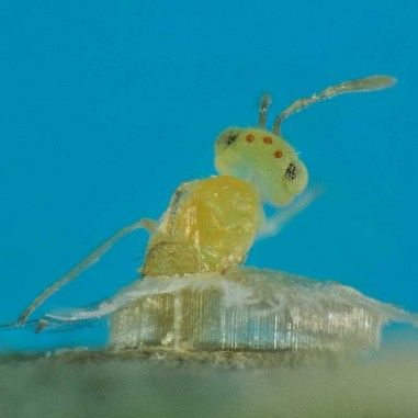 Eretmocerus eremicus contre les mouches blanches (aleurodes)