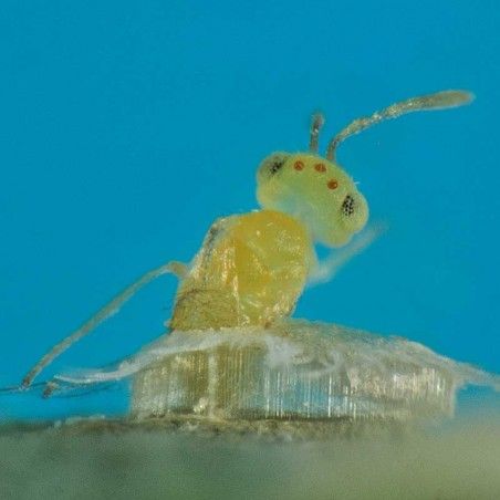 Eretmocerus eremicus contre les mouches blanches (aleurodes)