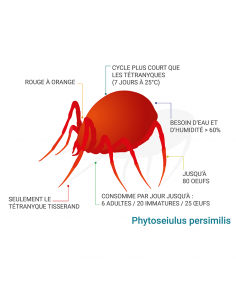 Phytoseiulus persimilis contre le tétranyque tisserand 2
