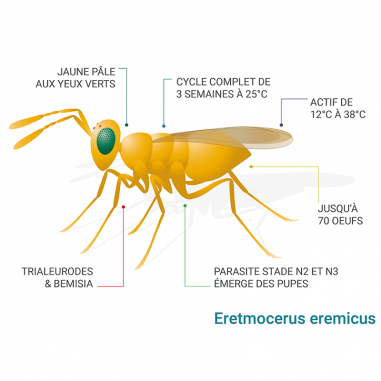 Schéma Eretmocerus eremicus