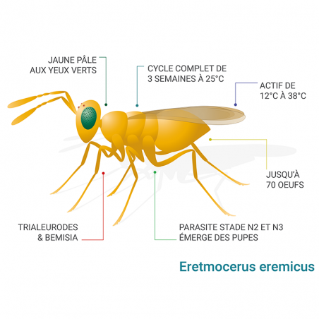 Schéma Eretmocerus eremicus