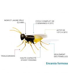 Encarsia formosa contre les mouches blanches (aleurodes) 2