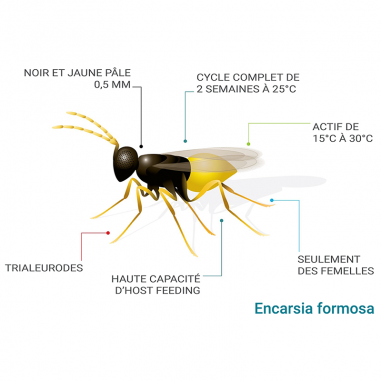 Schéma Encarsia formosa