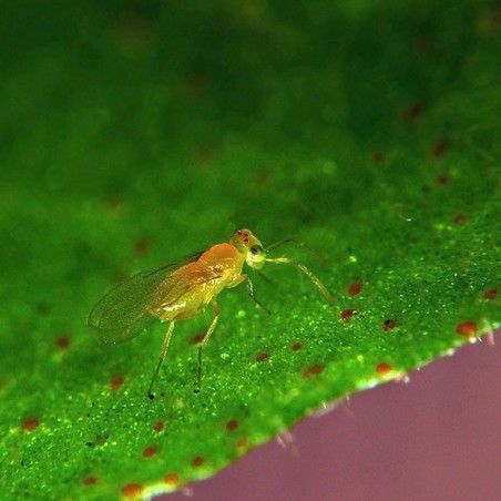 Eretmocerus eremicus parasitoïde d'aleurodes