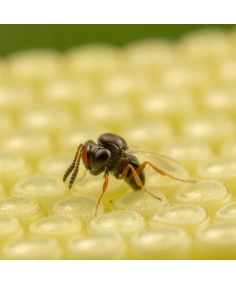 Trissolcus basalis est un parasitoïde contre la punaise verte ponctuée Nezara viridula