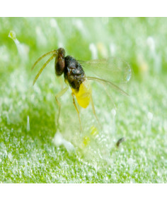 Encarsia formosa contre les mouches blanches (aleurodes)