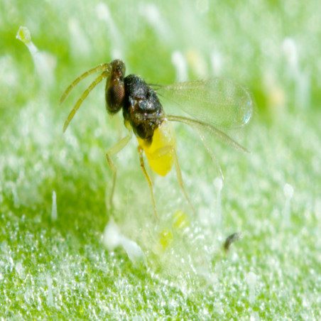 Encarsia formosa contre les mouches blanches (aleurodes)
