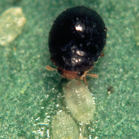 coccinelle Delphastus catalinae prédatrice d'aleurodes