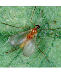 Feltiella acarisuga prédateur d'acariens