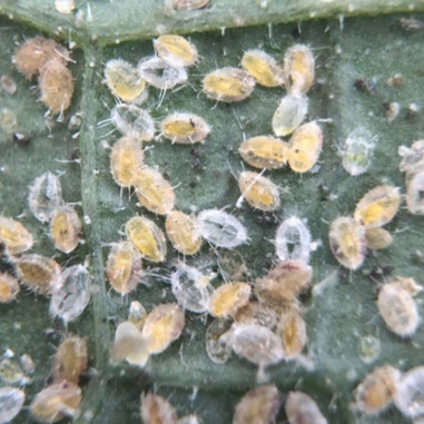 Les pupes d’aleurodes parasitées changent de couleur et deviennent des momies jaunes