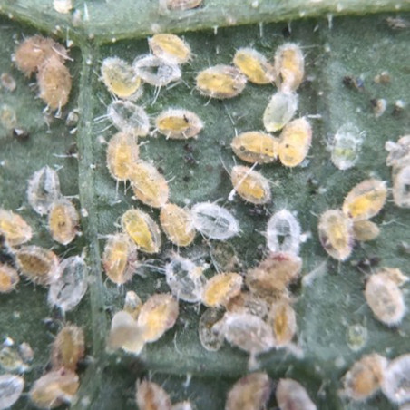 Les pupes d’aleurodes parasitées changent de couleur et deviennent des momies jaunes