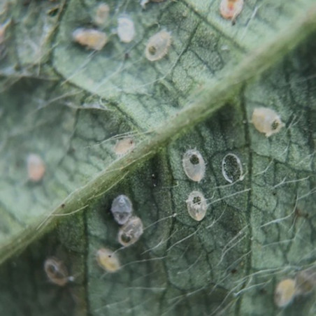 A l’émergence le parasitoïde adulte sort de la momie et laisse une ouverture visible