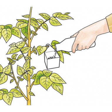 Utiliser la boite de répartition pour Encarsia formosa sur les plantes hautes (framboisiers)