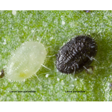 La larve d'aleurode change de couleur quand elle est parasitée par Encarsia formosa