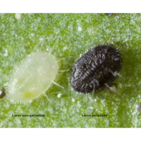 La larve d'aleurode change de couleur quand elle est parasitée par Encarsia formosa