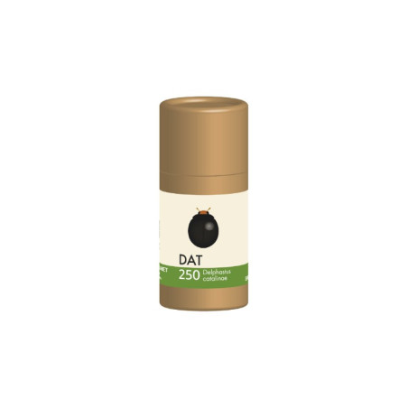 Conditionnement de 250 Delphastus catalinae adultes