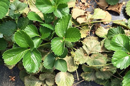 Plante apr&egrave;s 2 semaines d&rsquo;introduction de Phytoseiulus