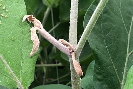 D&eacute;g&acirc;ts de Nezara viridula sur les fleurs d&rsquo;aubergine