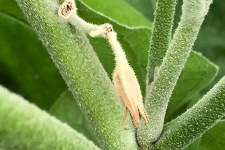 D&eacute;g&acirc;ts de Nezara viridula sur les fleurs d&rsquo;aubergine
