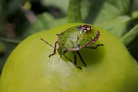 Jeune Nezara viridula sur une tomate