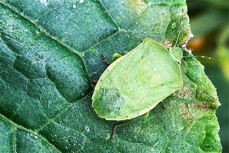 Nezara viridula adulte avec les trois blancs sur le dos