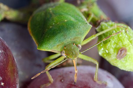 Punaise verte ponctu&eacute;e (Nezara viridula) sur du raisin
