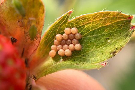 Oeufs de Nezara viridula en ooplaque