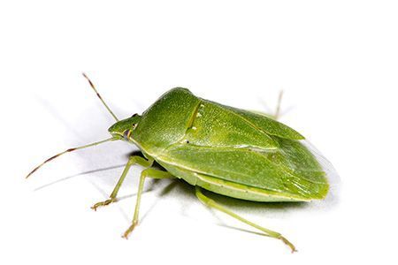Punaise verte ponctu&eacute;e ou punaise verte puante