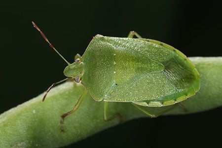 Punaise verte ponctu&eacute;e avec trois petits points blancs sur le dos