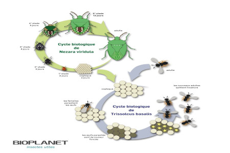Cycle de Trissolcus basalis