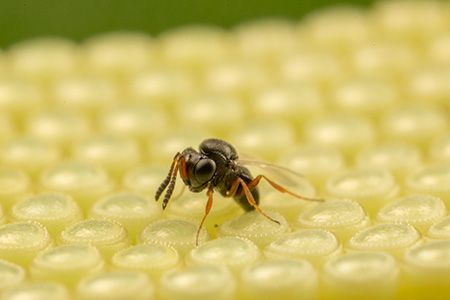 Trissolcus basalis parasitant des &oelig;ufs de Nezara viridula
