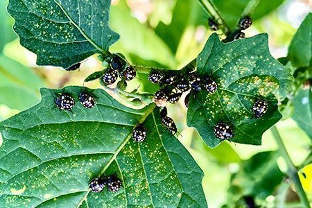 Larves de Nezara viridula