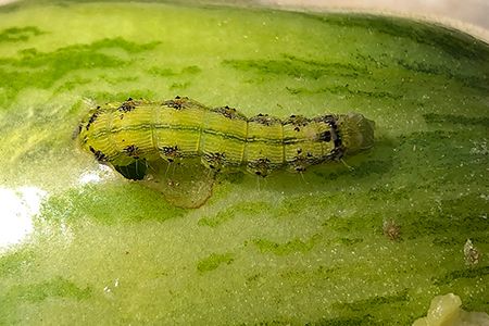 Chenille de Noctuelle