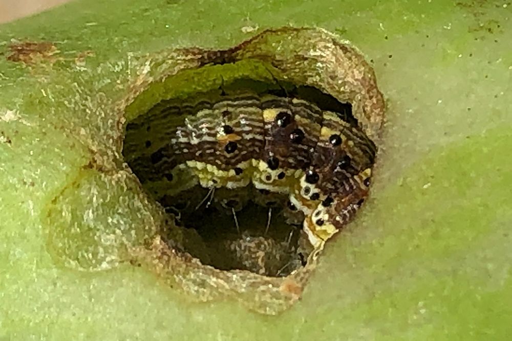 D&eacute;g&acirc;ts de chenille de Noctuelle