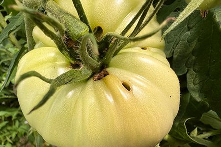 D&eacute;g&acirc;ts de chenille de Noctuelle sur tomate