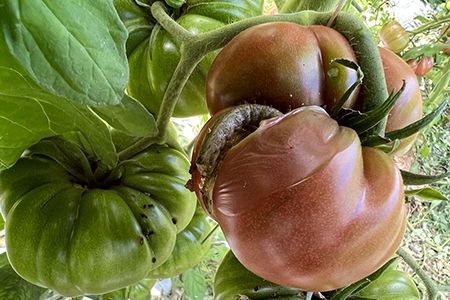 D&eacute;g&acirc;ts de chenille de Noctuelle sur tomate