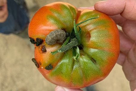 D&eacute;g&acirc;ts de chenille de Noctuelle sur tomate